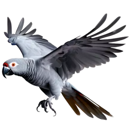 home 1 African Grey Parrot