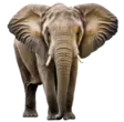 home 23 Elephant
