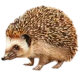 home 33 Hedgehog