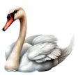 home 68 Swan