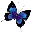 home 9 Butterfly