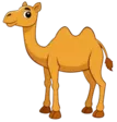 home 10 Camel
