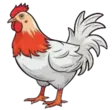 home 13 Chicken