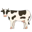 home 15 Cow