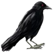 home 16 Crow