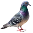 home 21 Dove