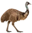 home 24 Emu