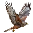 home 25 Falcon