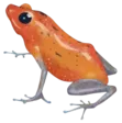 home 28 Frog
