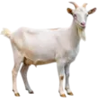 home 29 Goat