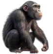 home 31 Gorilla