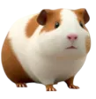 home 32 Guinea