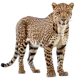 home 39 Jaguar