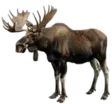 home 48 Moose