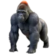 home 51 Orangutan