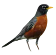 home 65 Robin