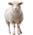 home 69 Sheep