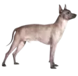home 74 Xoloitzcuintli