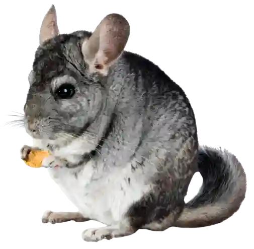 Chinchilla