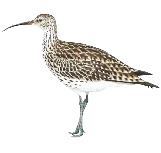Curlew