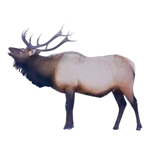 Elk