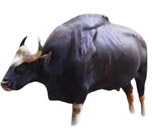 Gaur