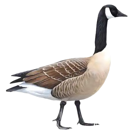 Goose