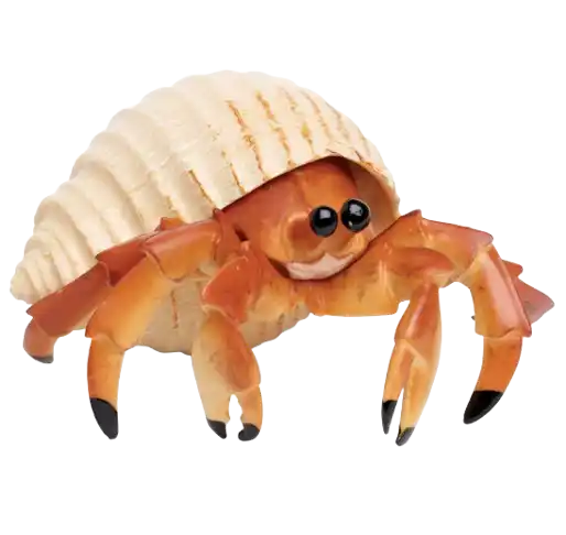Hermit Crab