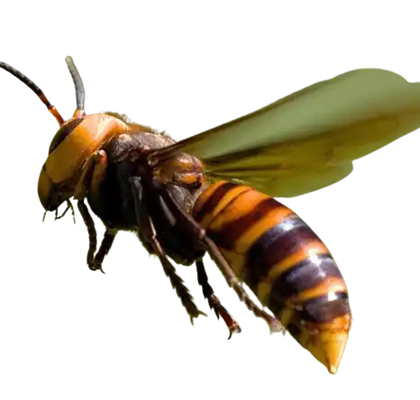 Hornet