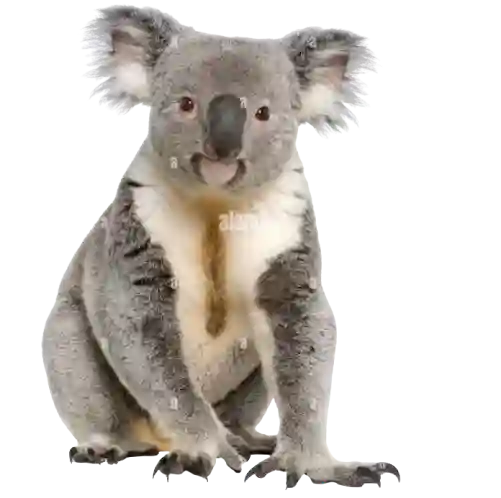 koala
