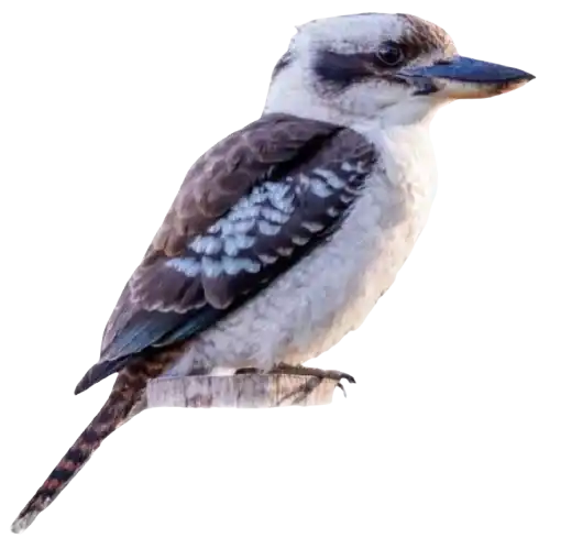 Laughing Kookaburra