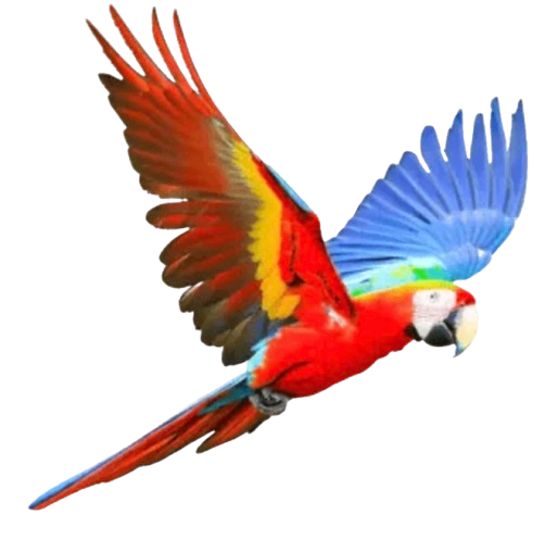 Macaw