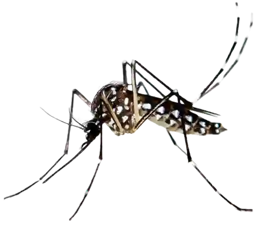 mosquito