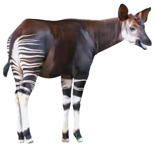 Okapi
