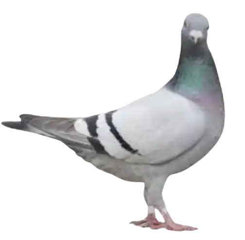 Pigeon