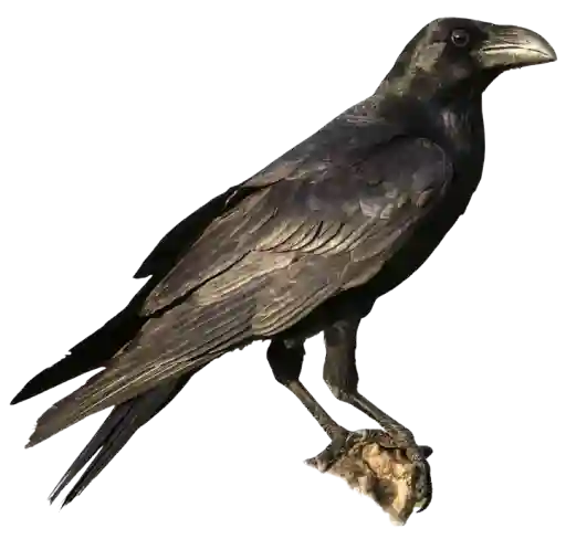 Raven