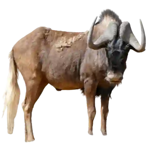 Wildebeest
